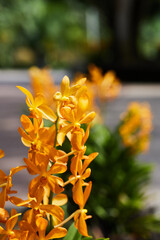 yellow flower in the garden