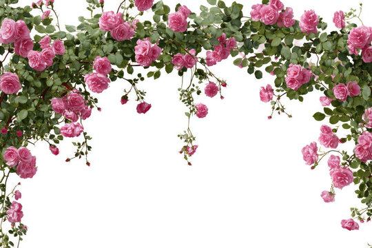 ink roses arch, climbing vines isolated on a white background.
