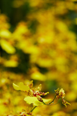 yellow autumn leaves