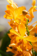 close up of yellow flower