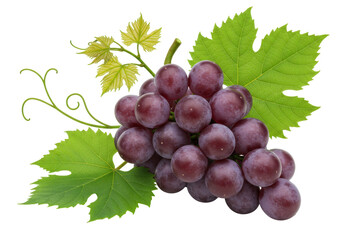 Isolated bunch of red grapes with leaves and tendrils, juicy fruit snack, autumn harvest