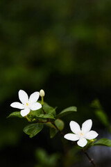 white flowers in the garden