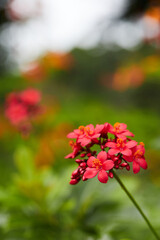 red flowers in the garden