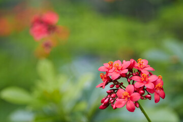 red flowers in the garden