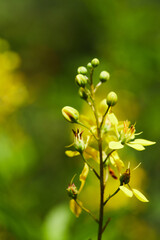 close up of yellow flower