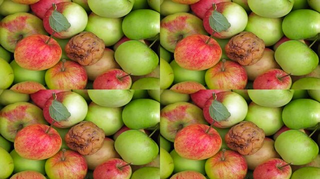 One bad apple will spoil the lot 