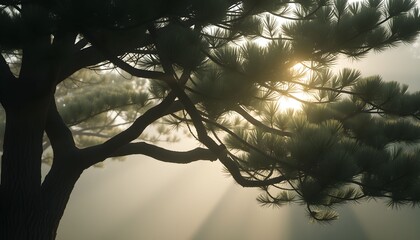 Sunlight shining through the branches of a pine tree in the fog.