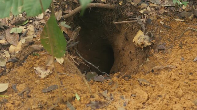 Hole in the forest