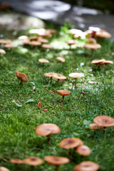 Orange forest mushrooms growing in green grass and moss in autumn, natural woodland background, wild fungi close-up, seasonal nature scene for ecological and organic food concepts