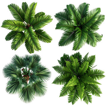 Four overhead views of tropical plants (1)