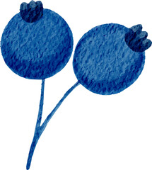 Blue berry watercolor illustration