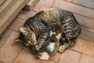 A mother cat is sleeping peacefully while cuddling her playful kitten on a sunlit brick floor. The two share a cozy and tender moment together