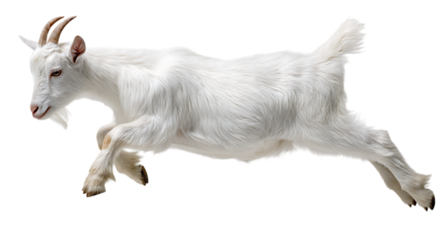 White goat jumping isolated on transparent background in dynamic motion shot