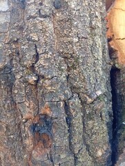bark of a tree