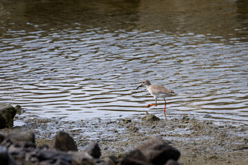 Whimbrel bird perching by the rocks at the beach in Penang Malaysia