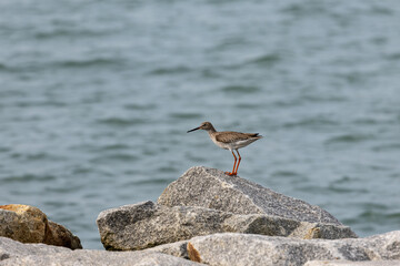Whimbrel bird perching by the rocks at the beach in Penang Malaysia