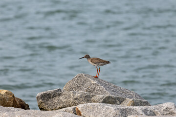 Whimbrel bird perching by the rocks at the beach in Penang Malaysia
