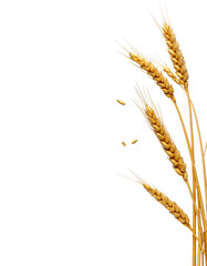 Fototapeta premium Golden wheat stalks against black background
