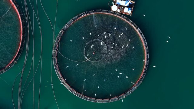 Birds circling above Offshore Fish Farm with Circular Sea Cage in Open Water
