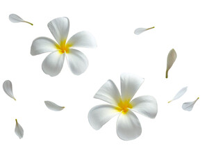 White plumeria flowers and petals