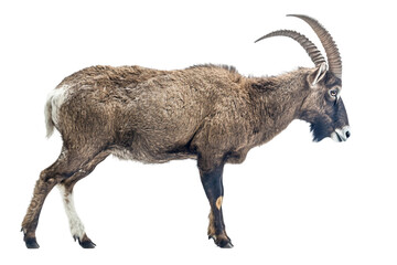 Farm Goat in Side Pose Grazing Isolated on transparent background