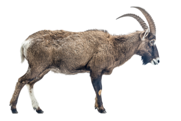 Farm Goat in Side Pose Grazing Isolated on transparent background