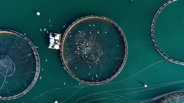 Birds circling above Offshore Fish Farm with Circular Sea Cage in Open Water