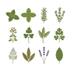 High-Quality Flat Vector Herbs: Culinary & Aromatic Plant Collection