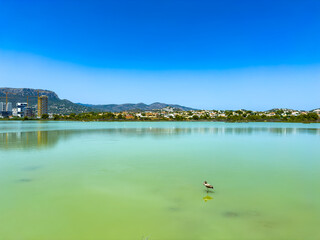 Calm lake scene with a single bird and clear blue sky in the background of a peaceful landscape during midday