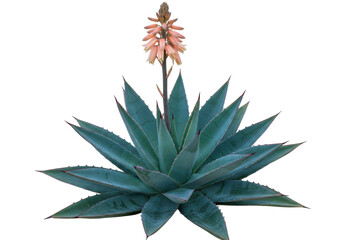 Isolated agave plant with peach-colored flower blossom against simple background – botanical design