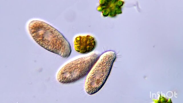 Microorganism in pond water under microscope 