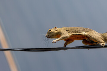 Obraz premium Plantain squirrel running through the city skyline
