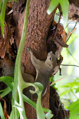 Plantain squirrel running through the city skyline