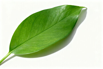 Obraz premium A single green leaf with visible veins on a white background