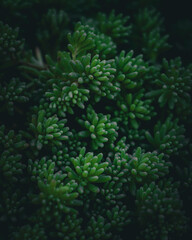 Close-up of Sedum hispanicum succulents with tightly packed fleshy green leaves, captured in moody lighting for dramatic texture and symmetry.