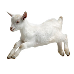 A playful white baby goat is jumping, isolated on transparent background
