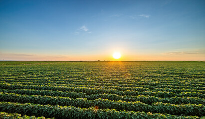 Golden sunset casting warm light over endless rows of soy crops in a rural farmland © oticki