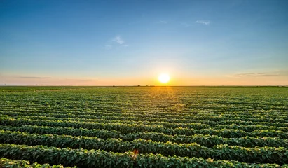 Fotobehang Zomer Golden sunset casting warm light over endless rows of soy crops in a rural farmland  © oticki