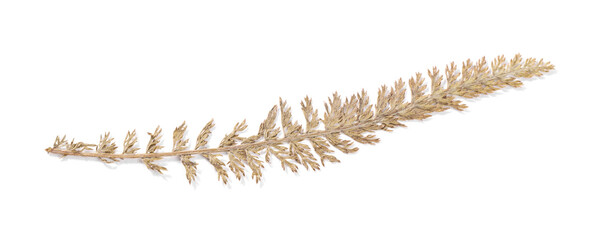 Beautiful dry yarrow leaf isolated on white, top view