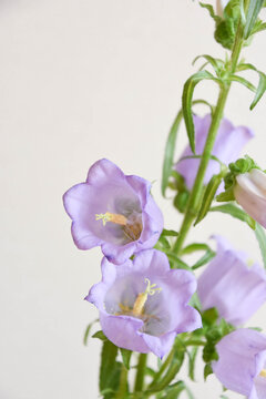 ツリガネソウ」の写真素材 | 734件の無料イラスト画像 | Adobe Stock