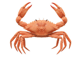 Isolated orange crab with open claws, facing the viewer, against a clean backdrop