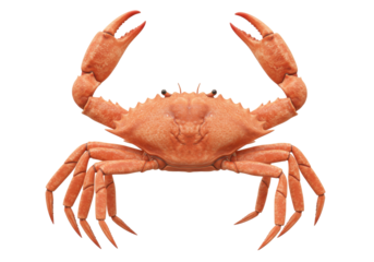 Isolated orange crab with open claws, facing the viewer, against a clean backdrop