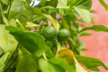 Two green citrus fruits grow between bright green leaves. The background is a warm orange.