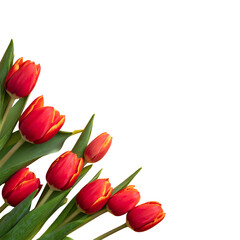 Obraz premium Red tulips in a bouquet, corner arrangement
