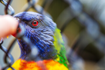 A vibrant rainbow lorikeet peering through a chain-link fence, showing off its striking red eye and colorful plumage in shades of blue, green, yellow, and orange