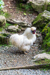A fluffy white Silkie chicken standing on a rocky path in a natural outdoor setting with moss-covered stones