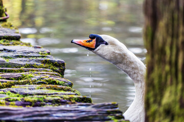 A swan stretches its neck beside mossy wooden planks, with water dripping from its orange beak