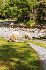 Two sheep graze on fresh grass near a rocky riverbank in a peaceful rural landscape