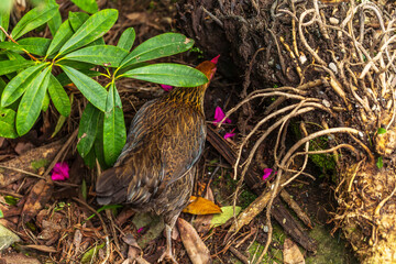 A brown hen searches for food among roots, leaves, and plants in a natural outdoor setting