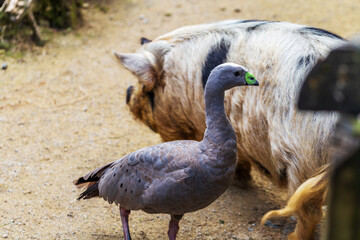 A grey goose stands on a dirt path beside a pig with bristly fur in a rural farm setting